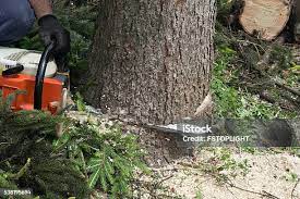 Best Tree Removal  in Heber, UT