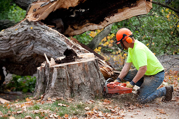 Best Soil Testing and Treatment  in Heber, UT