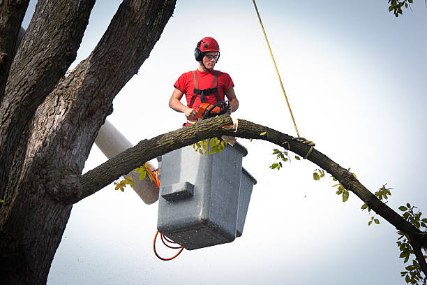 Trusted Heber, UT Tree Removal Experts