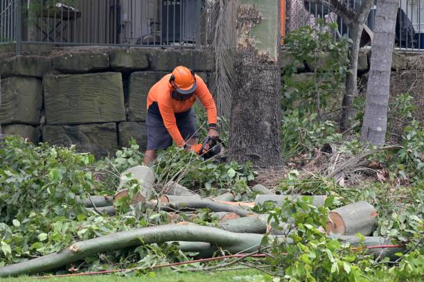 How Our Tree Care Process Works  in  Heber, UT