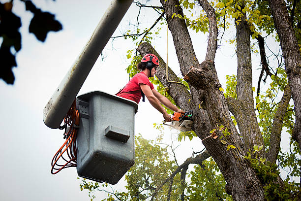Heber, UT Tree Removal Company